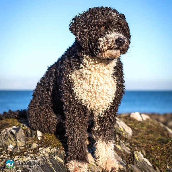 西班牙水犬