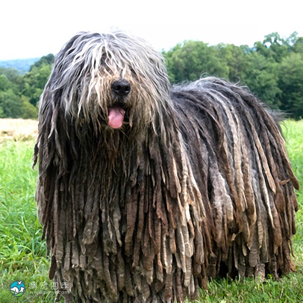 贝加马斯卡犬