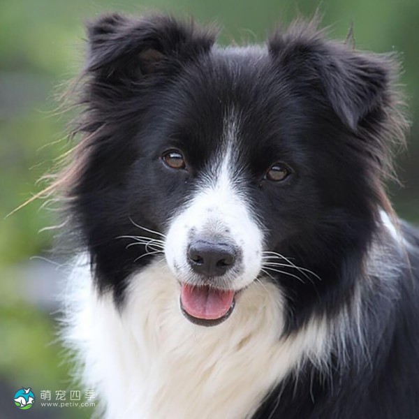 边境牧羊犬