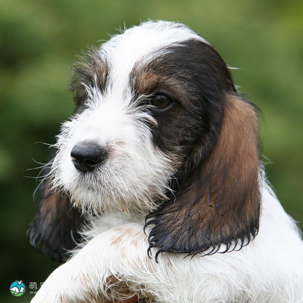 迷你贝吉格里芬凡丁犬