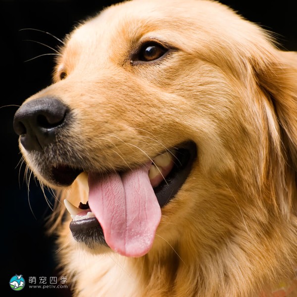 金毛寻回犬