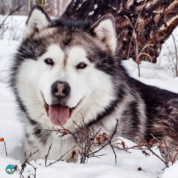 阿拉斯加雪橇犬