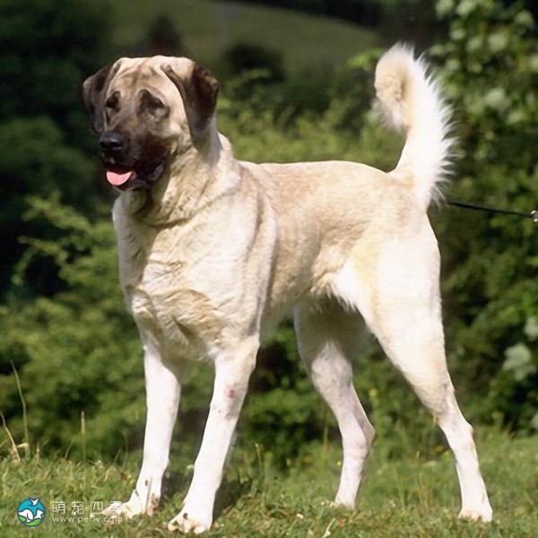 阿那托尔犬