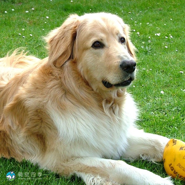 霍夫瓦特犬
