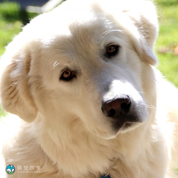 马雷马牧羊犬