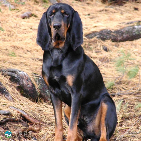 黑褐猎浣熊犬