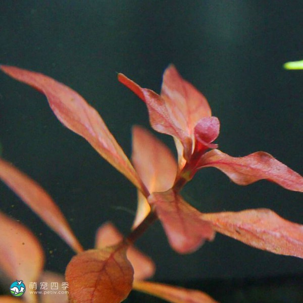 丁香草