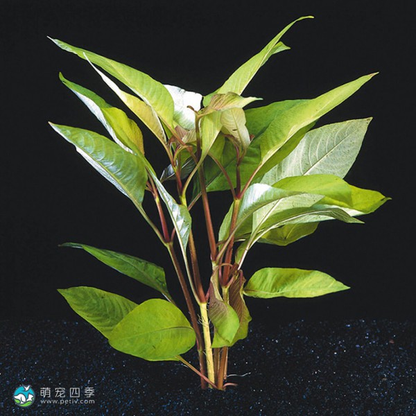 中柳