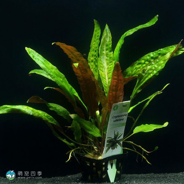 凤梨椒草