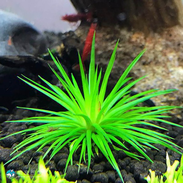 北极星谷精草