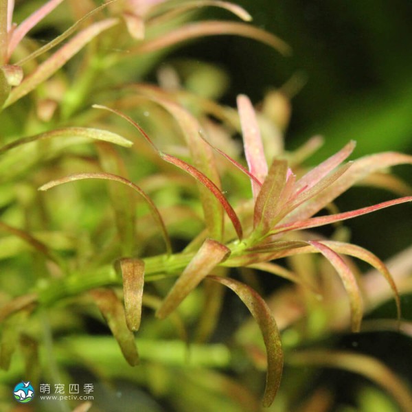 南美小百叶草