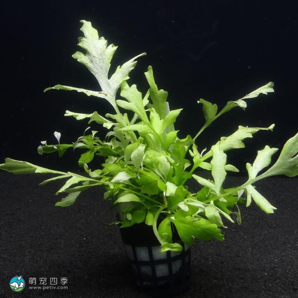 大叶水芹