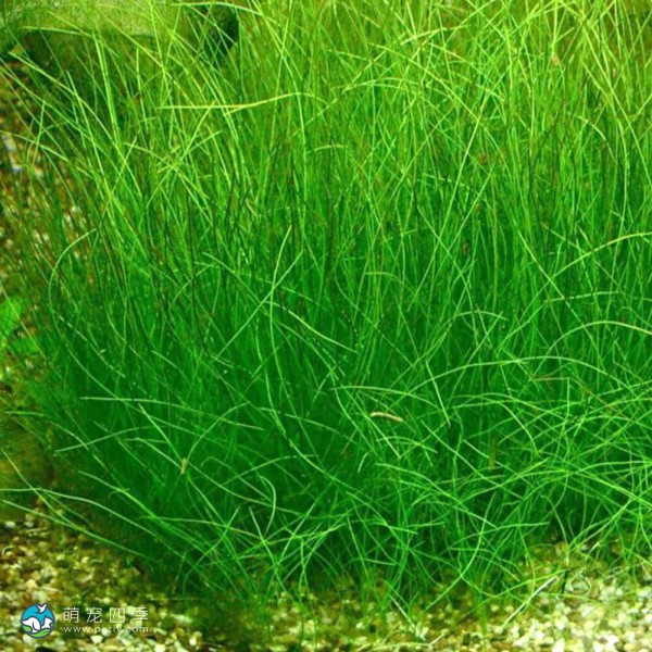 大莎草