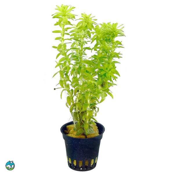 宽叶太阳草
