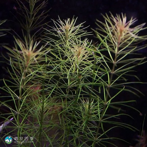 小杉叶草