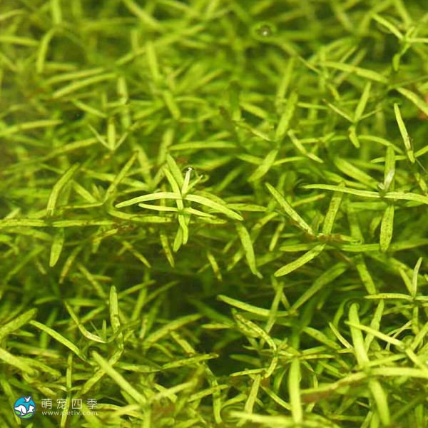 小果草