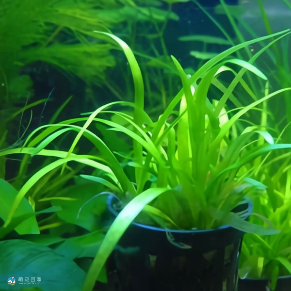 小水兰