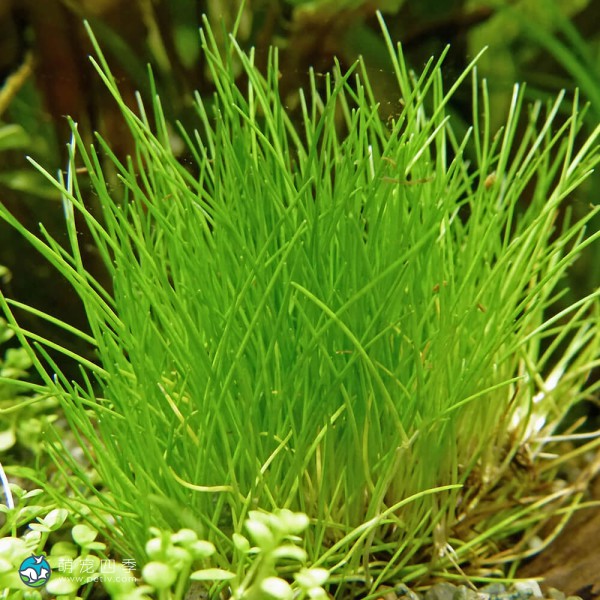 小莎草