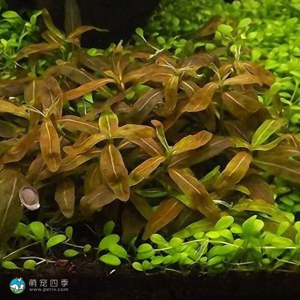 棕叉柱花