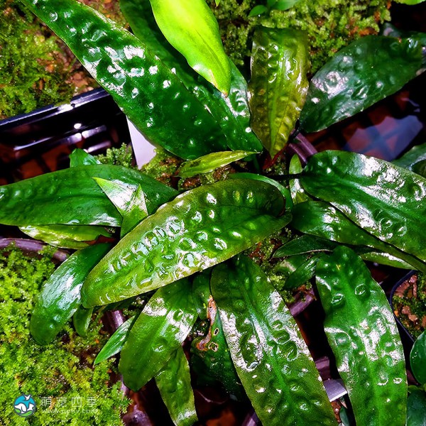 气泡椒草