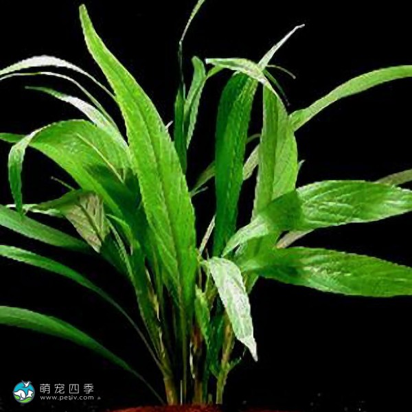 湖柳草