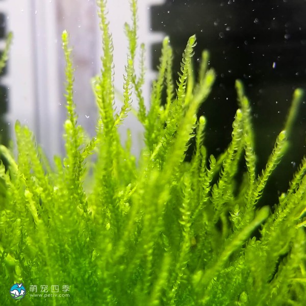 火焰莫丝