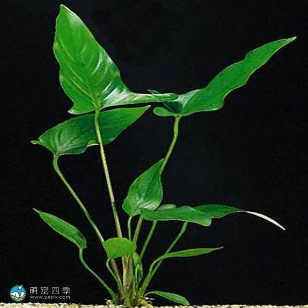 燕尾榕