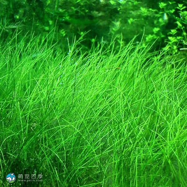 牛毛毡