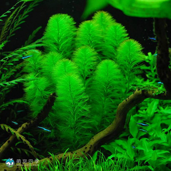 狐尾草