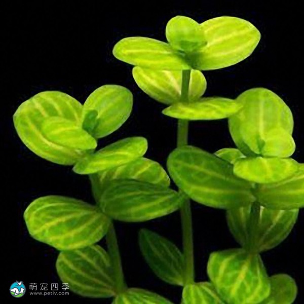 瓜子草