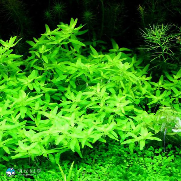 短柄沟繁缕