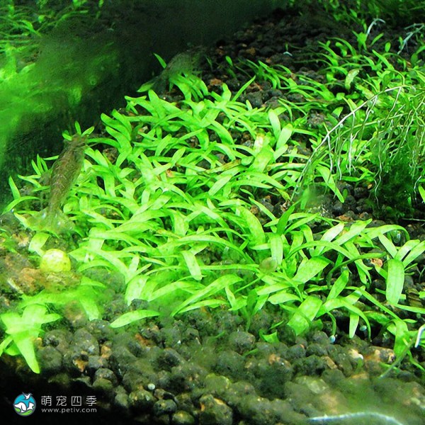 禾叶挖耳草