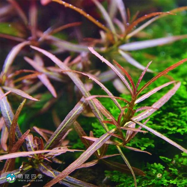 紫红针叶柳草