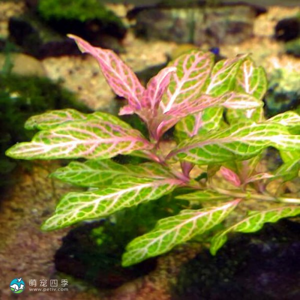 红丝青叶草