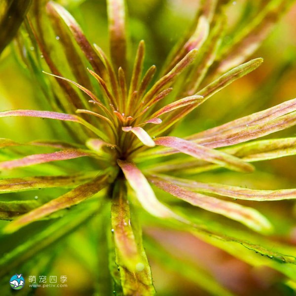 红太阳