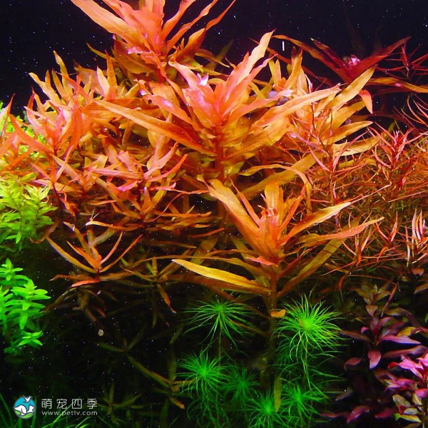 红柳草