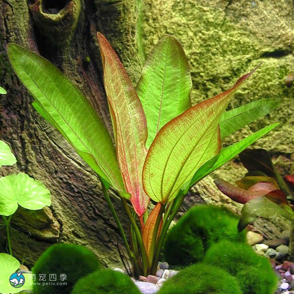红蛋叶草