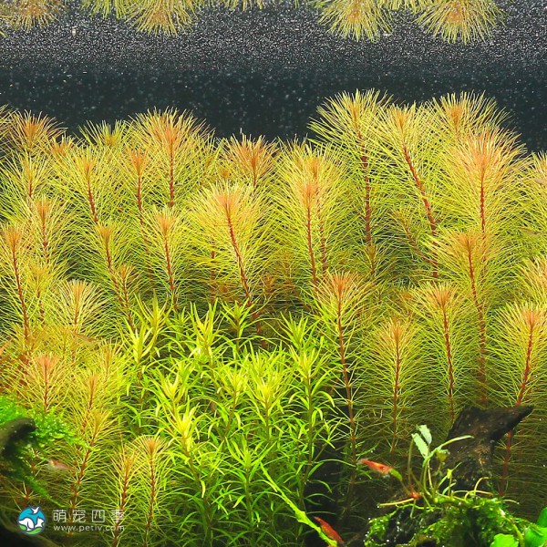细百叶草
