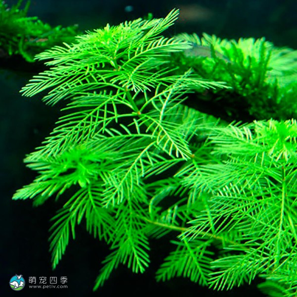 绿羽毛草