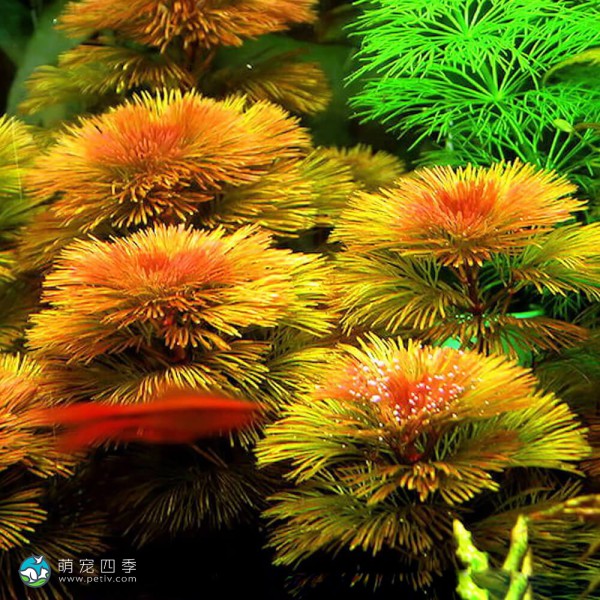 绿菊