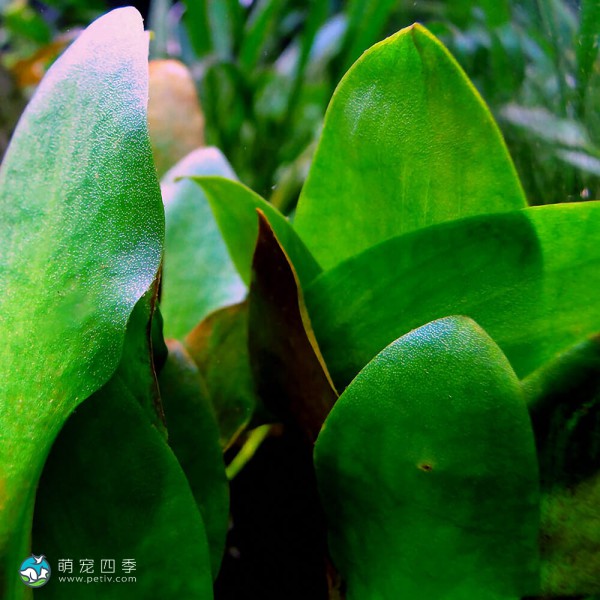 舌头椒草