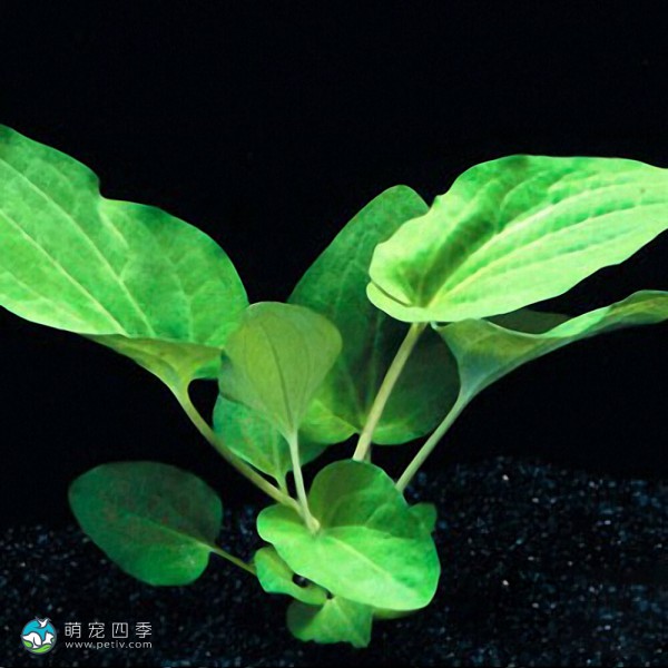 苏奴草