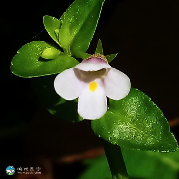 薄荷草