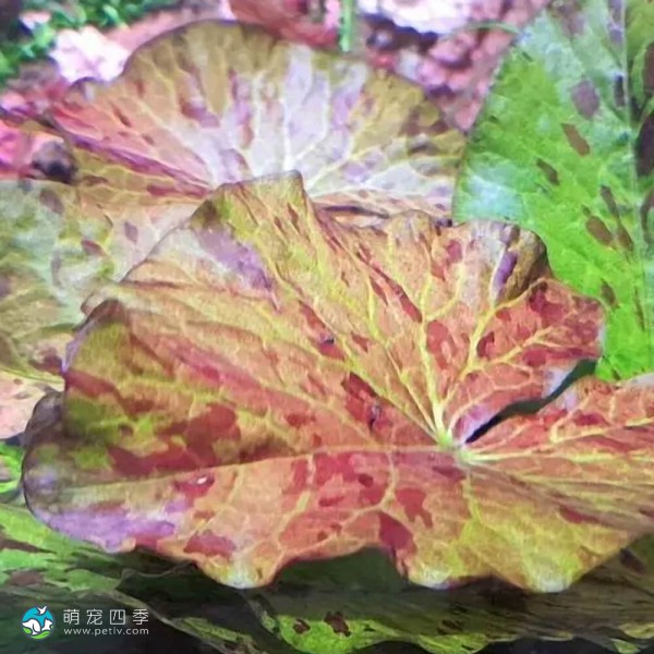 虎斑睡莲