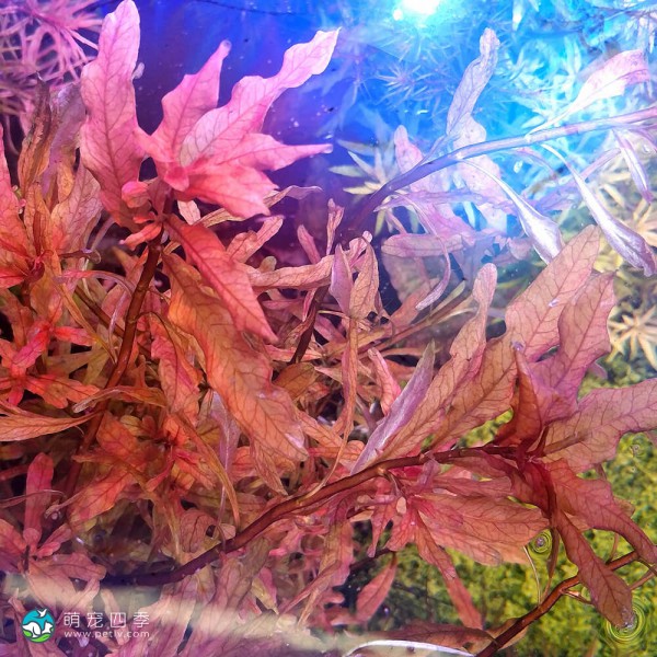 豹纹丁香草