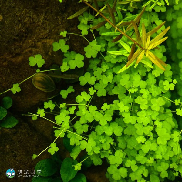 迷你三裂天胡荽