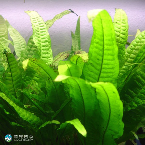 铁皇冠