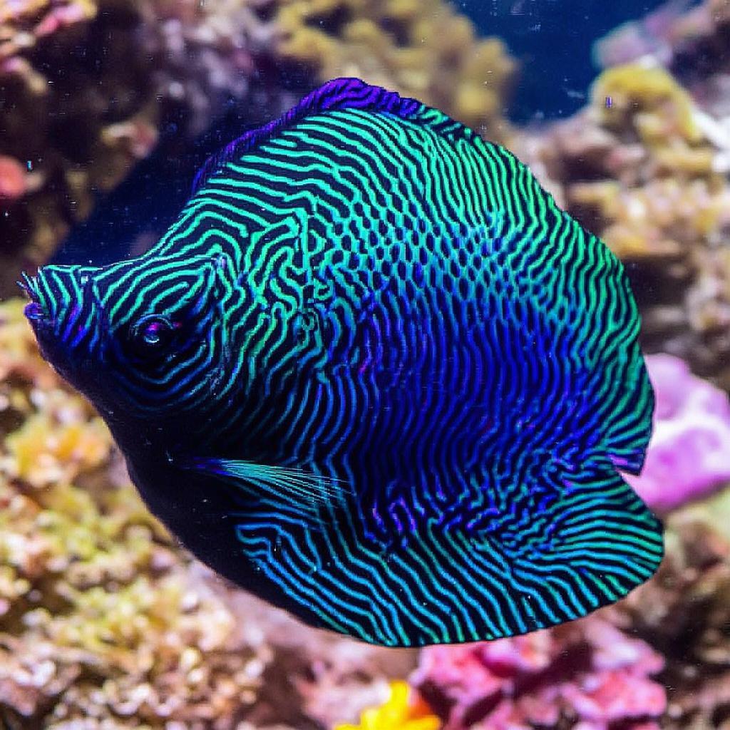 凹纹鳞鲀