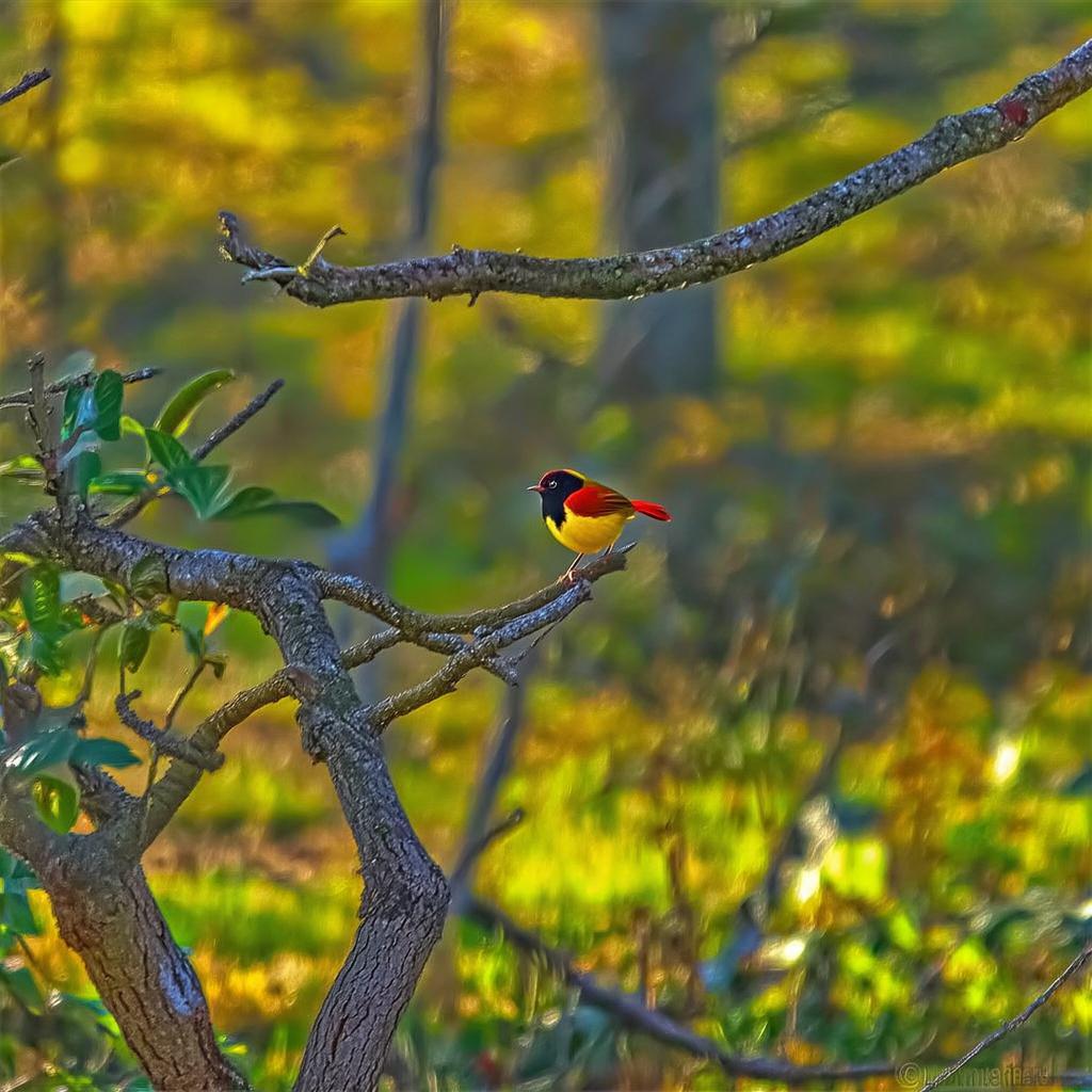 黑喉红尾鸲